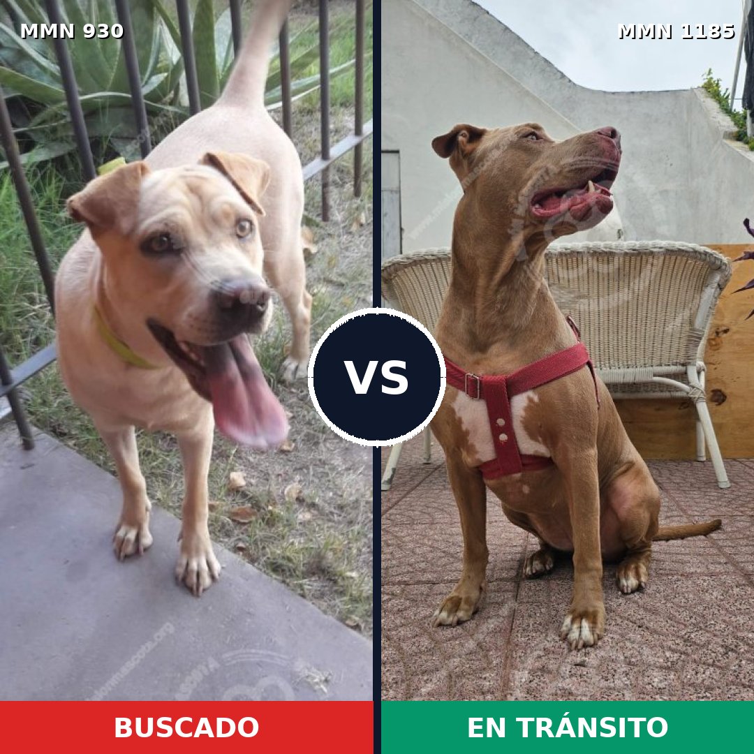 Comparativa MMS 20969: mascota perdida y mascota encontrada, 46% de similitud