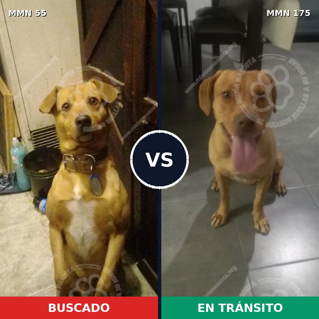 Comparativa MMS 2097: mascota perdida y mascota encontrada, 75% de similitud