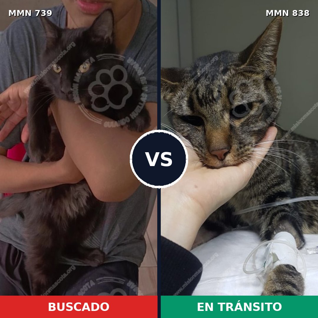 Comparativa MMS 20970: mascota perdida y mascota encontrada, 58% de similitud