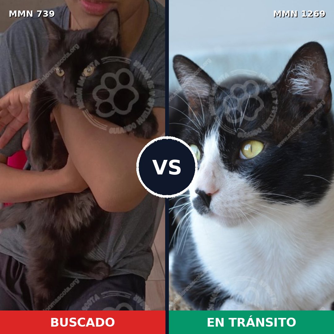 Comparativa MMS 20971: mascota perdida y mascota encontrada, 43% de similitud