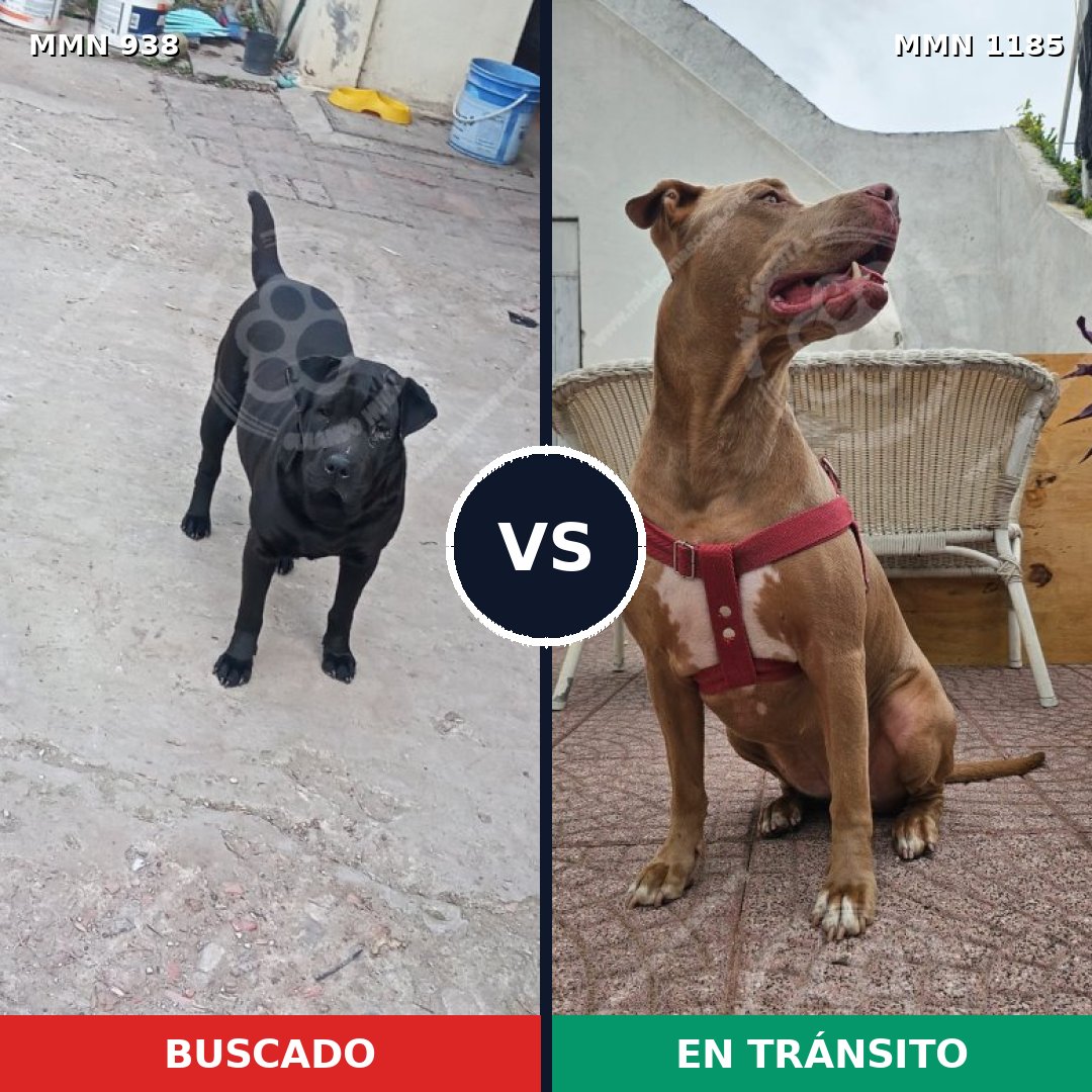 Comparativa MMS 20972: mascota perdida y mascota encontrada, 31% de similitud