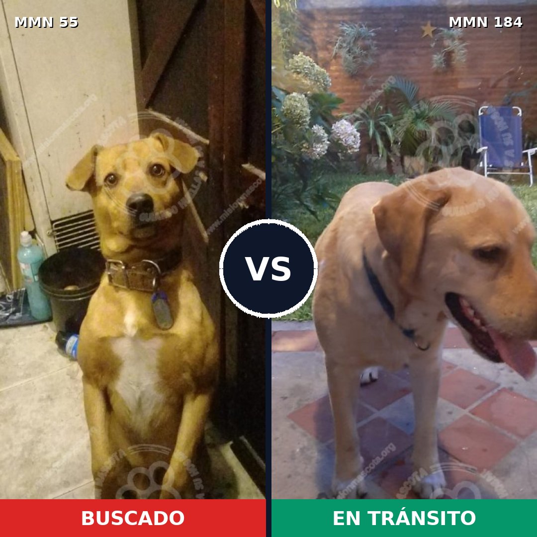 Comparativa MMS 2099: mascota perdida y mascota encontrada, 69% de similitud