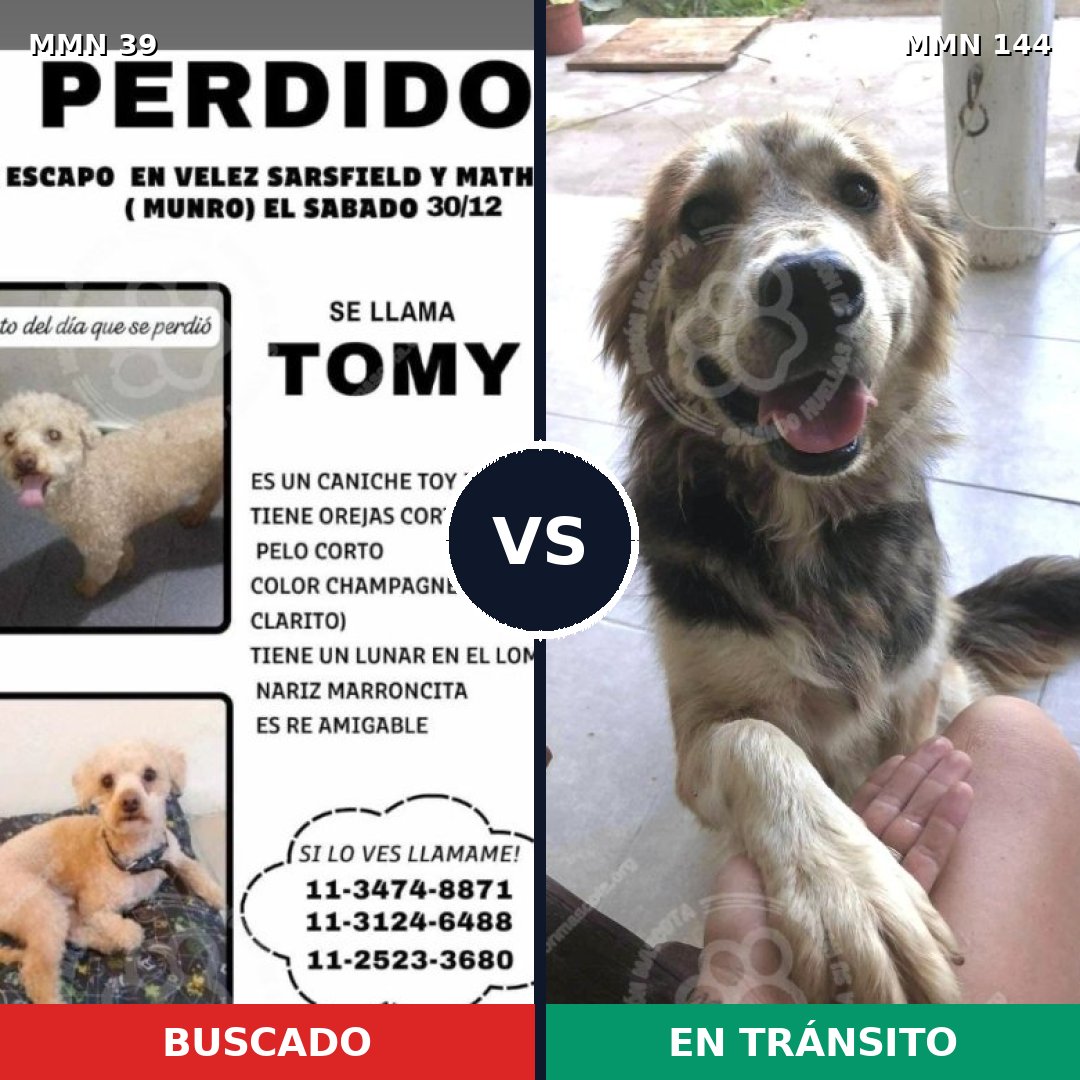 Comparativa MMS 21: mascota perdida y mascota encontrada, 25% de similitud