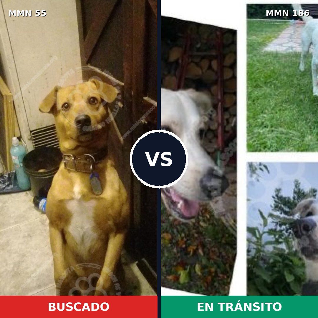 Comparativa MMS 2100: mascota perdida y mascota encontrada, 69% de similitud