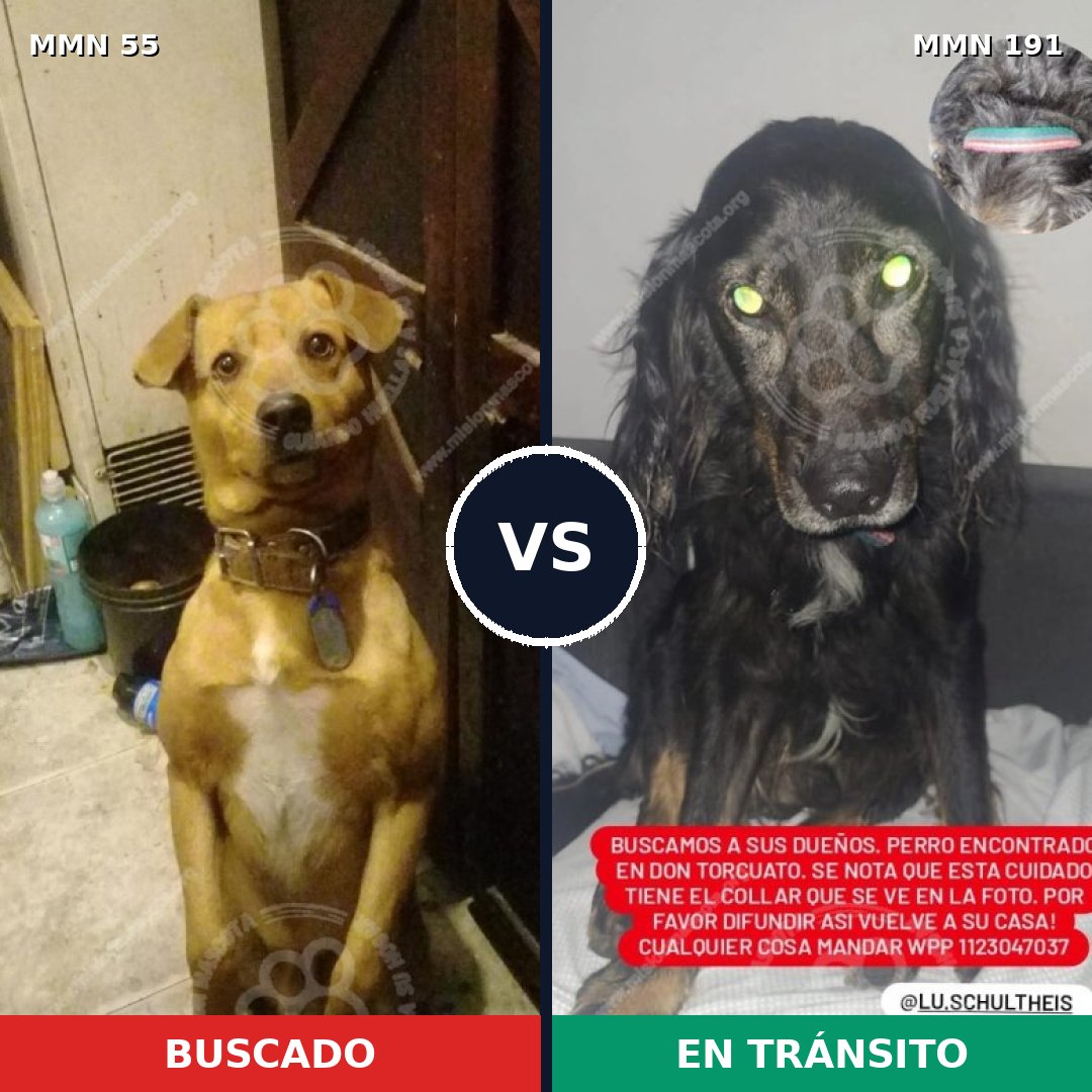 Comparativa MMS 2101: mascota perdida y mascota encontrada, 82% de similitud
