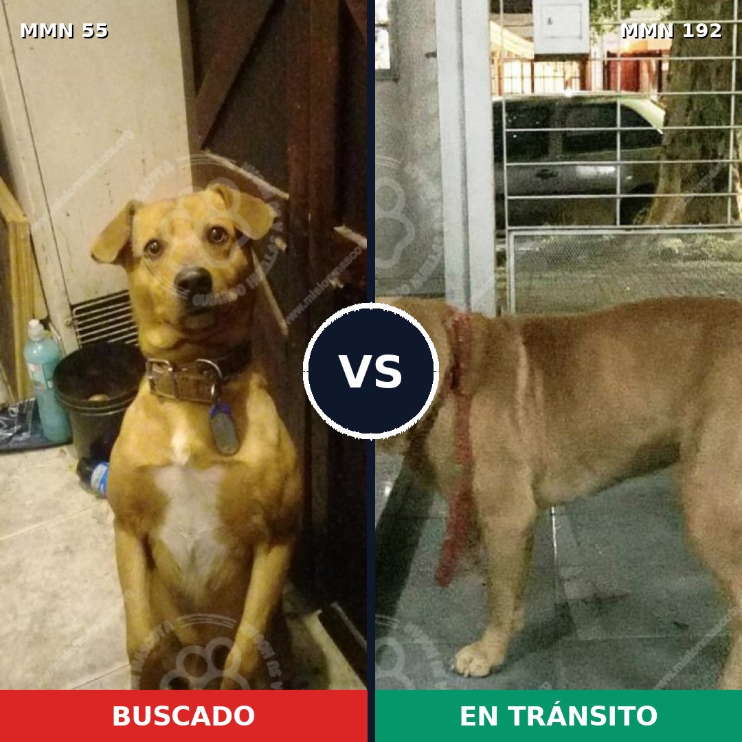 Comparativa MMS 2102: mascota perdida y mascota encontrada, 61% de similitud