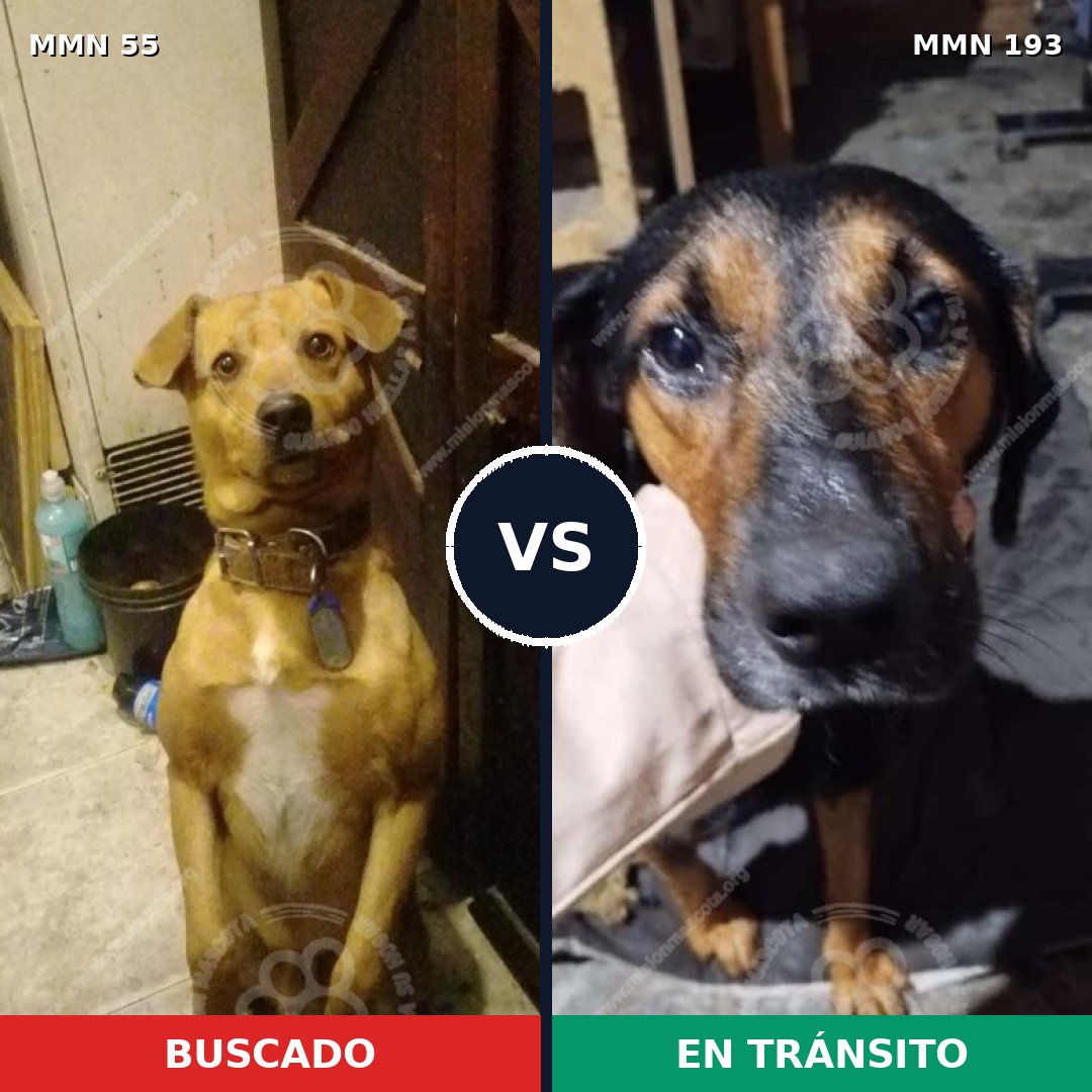 Comparativa MMS 2103: mascota perdida y mascota encontrada, 73% de similitud