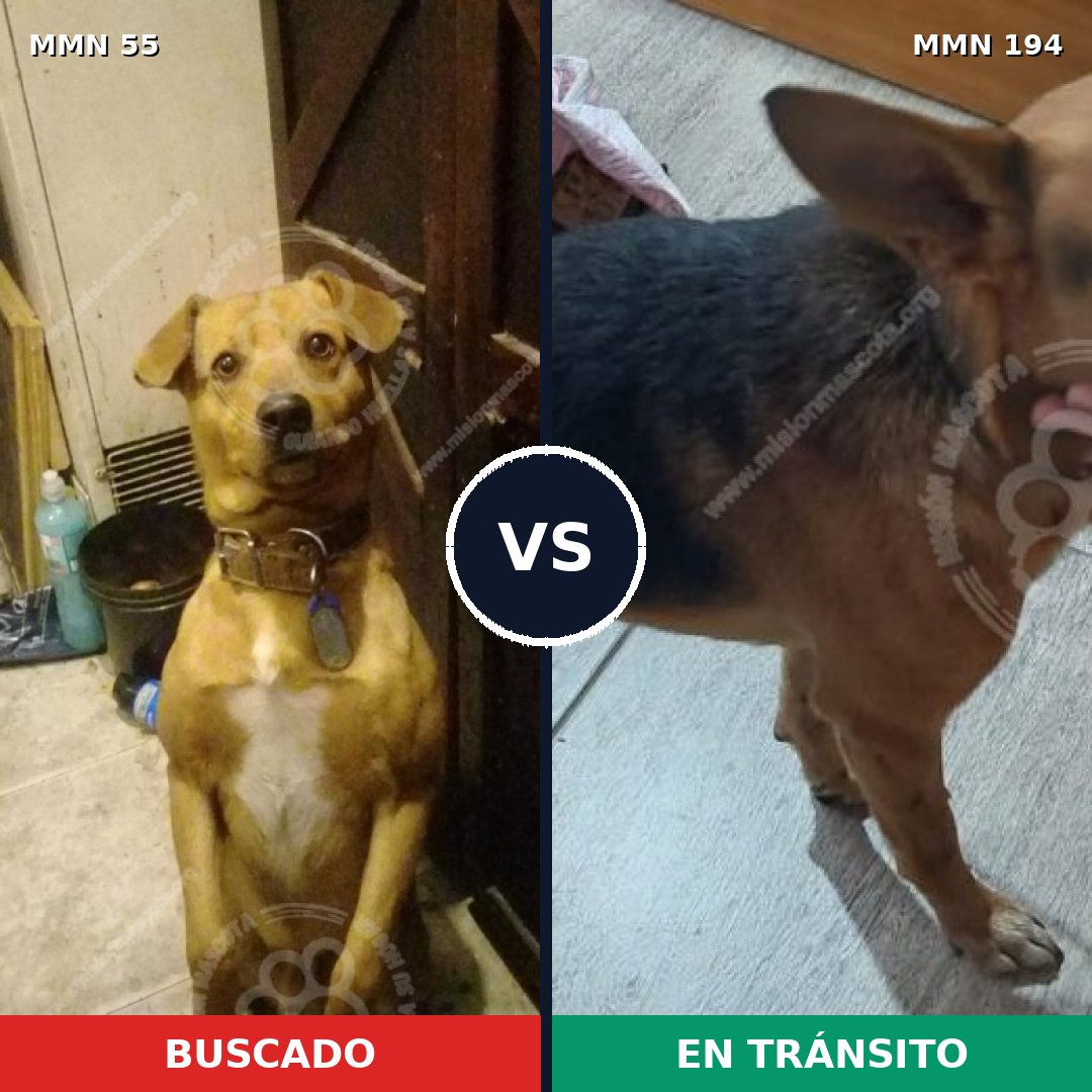 Comparativa MMS 2104: mascota perdida y mascota encontrada, 78% de similitud