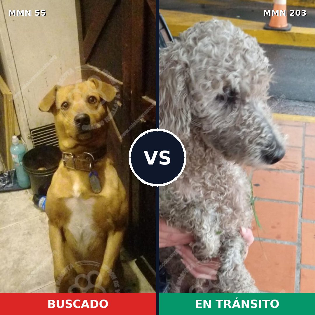 Comparativa MMS 2105: mascota perdida y mascota encontrada, 29% de similitud
