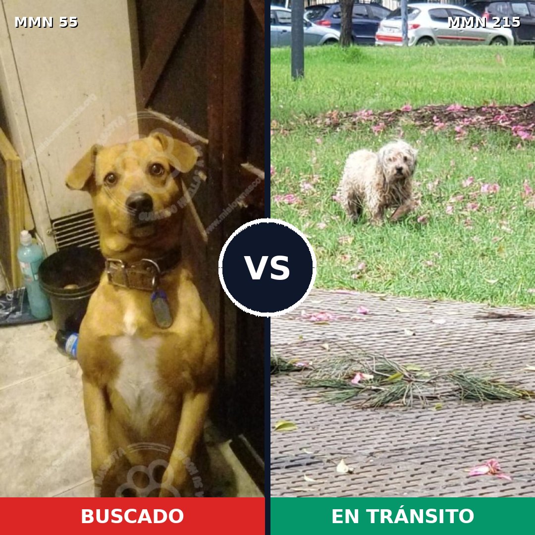 Comparativa MMS 2106: mascota perdida y mascota encontrada, 73% de similitud