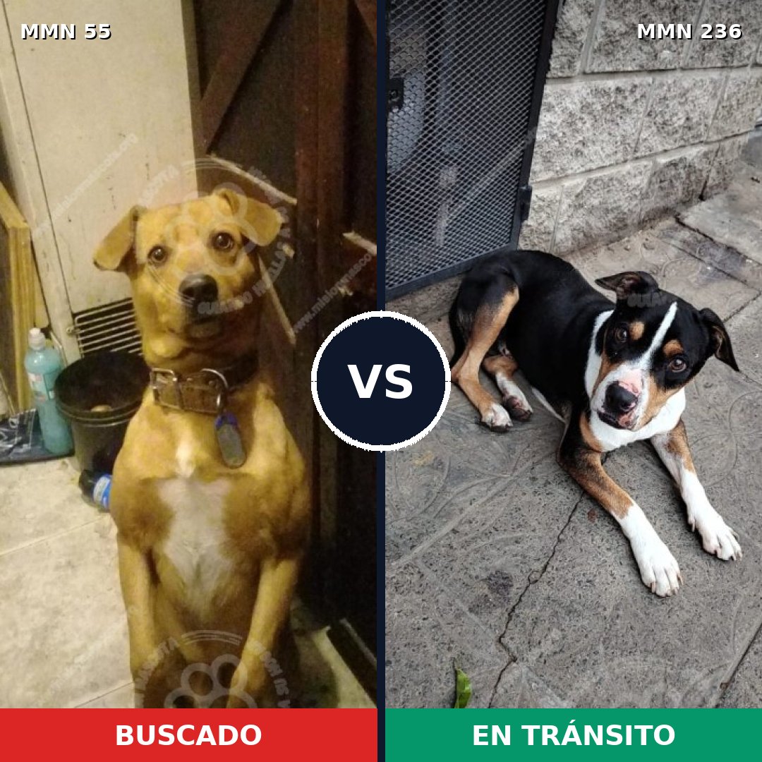 Comparativa MMS 2107: mascota perdida y mascota encontrada, 45% de similitud