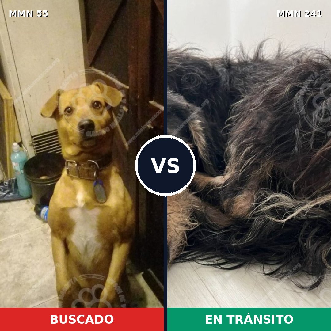 Comparativa MMS 2108: mascota perdida y mascota encontrada, 64% de similitud