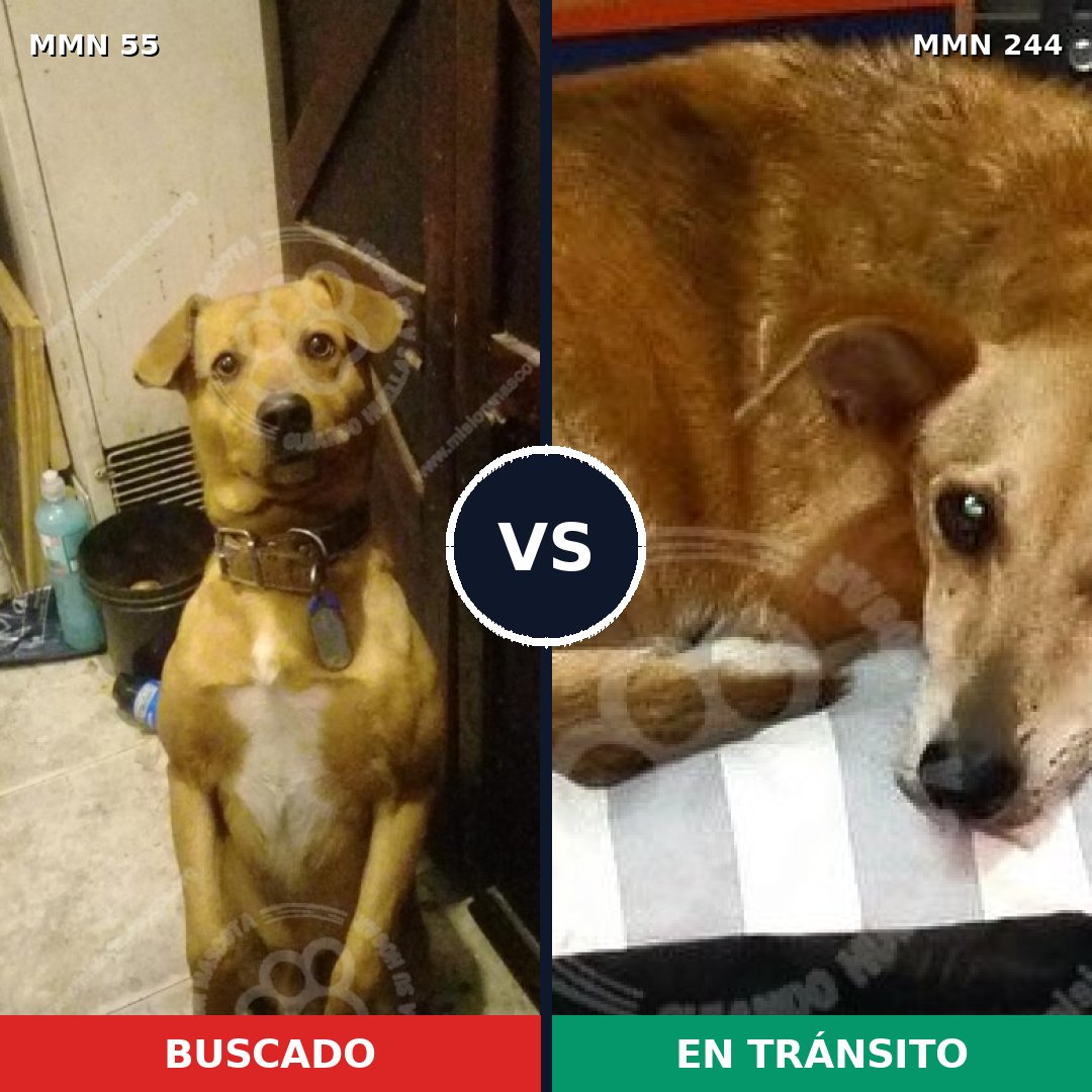 Comparativa MMS 2109: mascota perdida y mascota encontrada, 76% de similitud