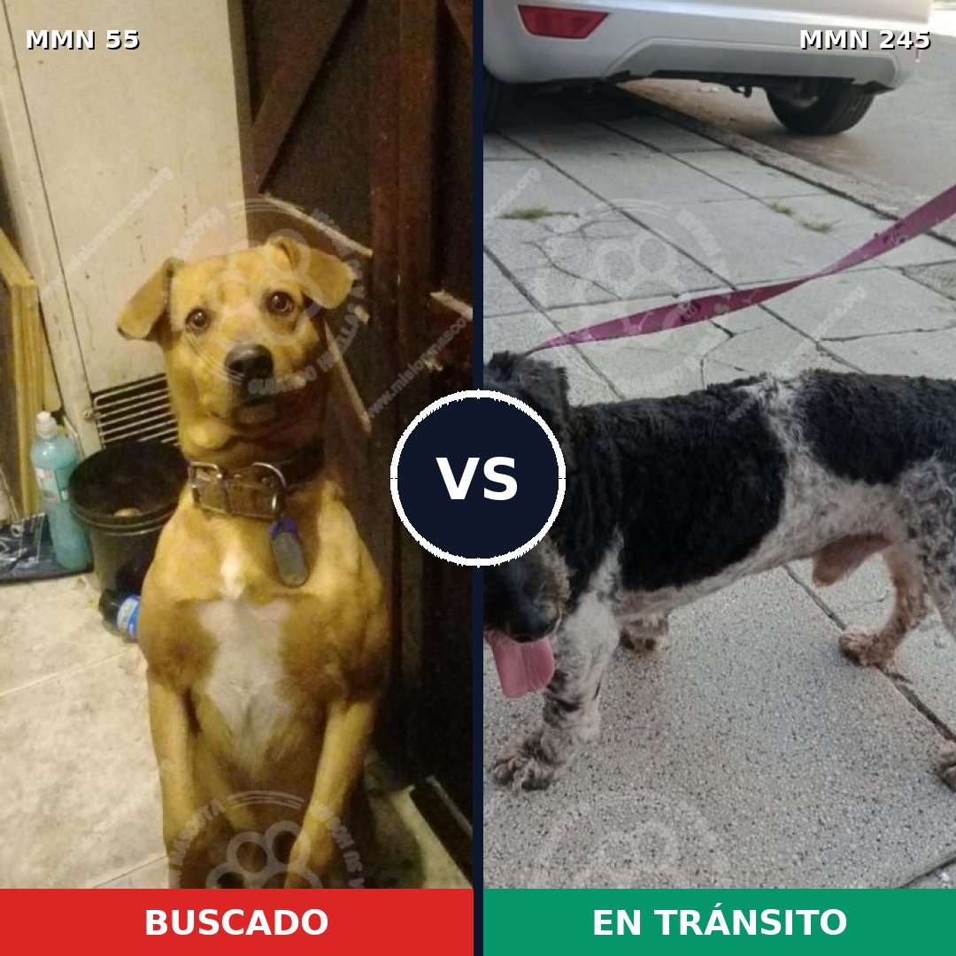 Comparativa MMS 2110: mascota perdida y mascota encontrada, 81% de similitud