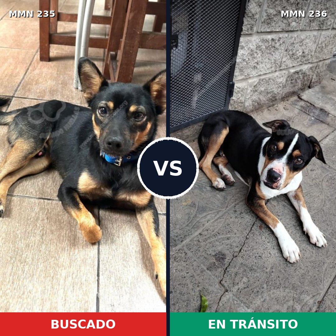 Comparativa MMS 21103: mascota perdida y mascota encontrada, 41% de similitud