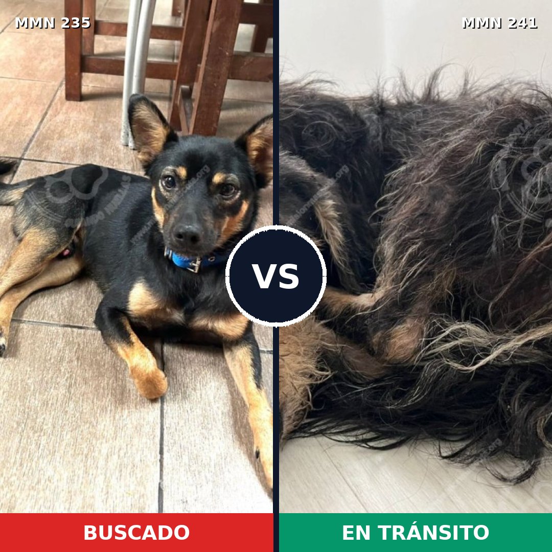 Comparativa MMS 21104: mascota perdida y mascota encontrada, 84% de similitud