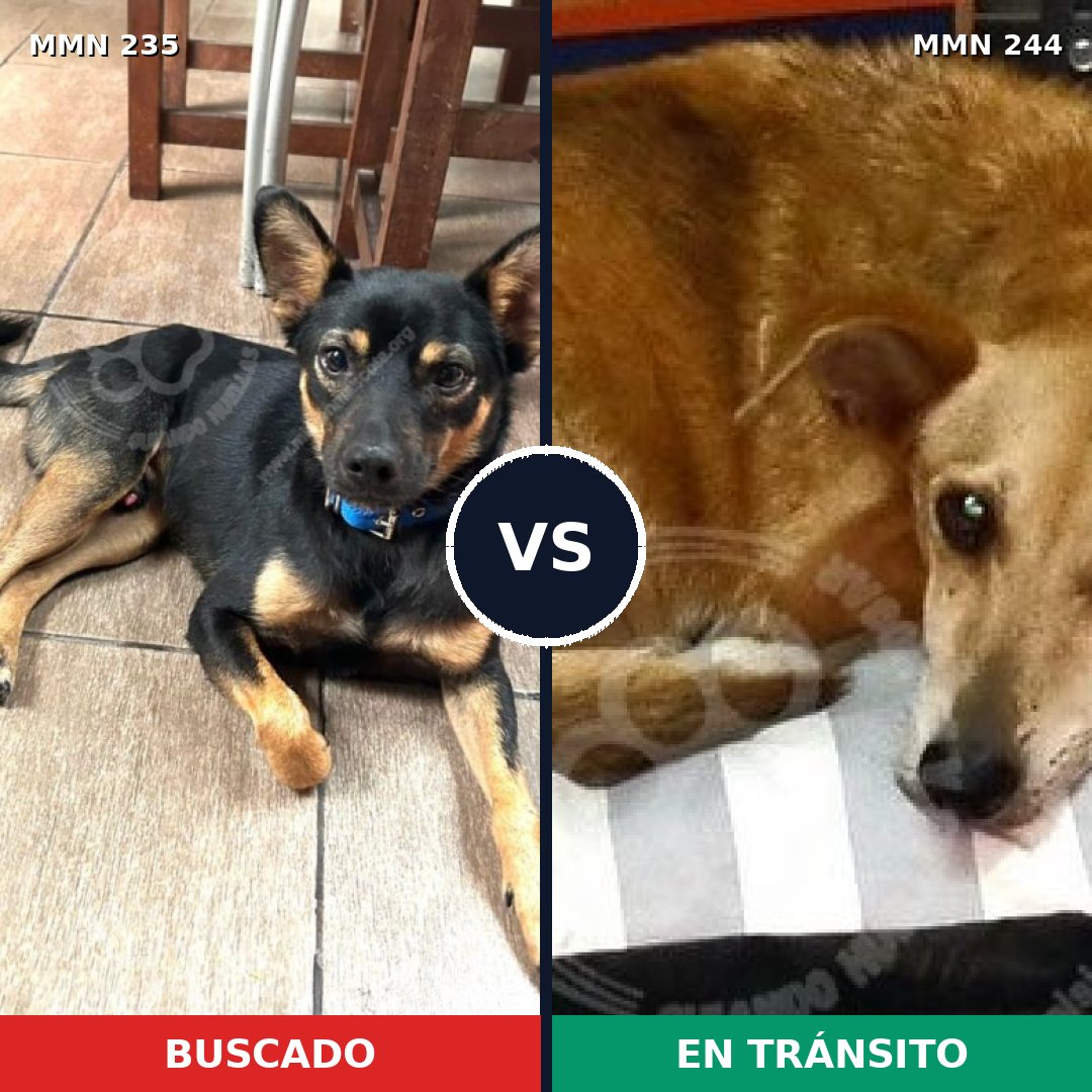 Comparativa MMS 21105: mascota perdida y mascota encontrada, 67% de similitud