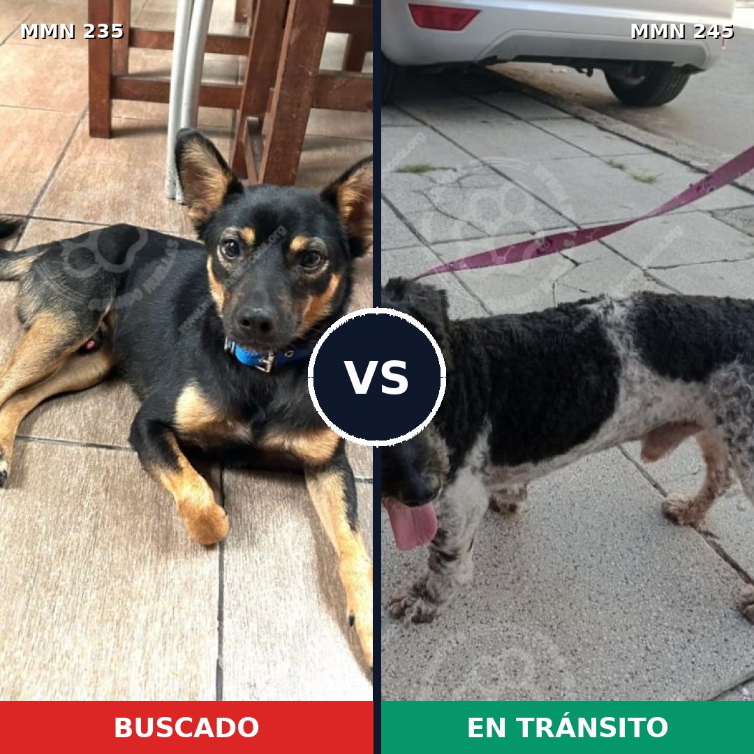 Comparativa MMS 21106: mascota perdida y mascota encontrada, 71% de similitud