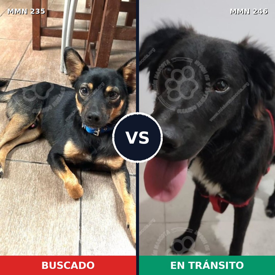 Comparativa MMS 21107: mascota perdida y mascota encontrada, 71% de similitud