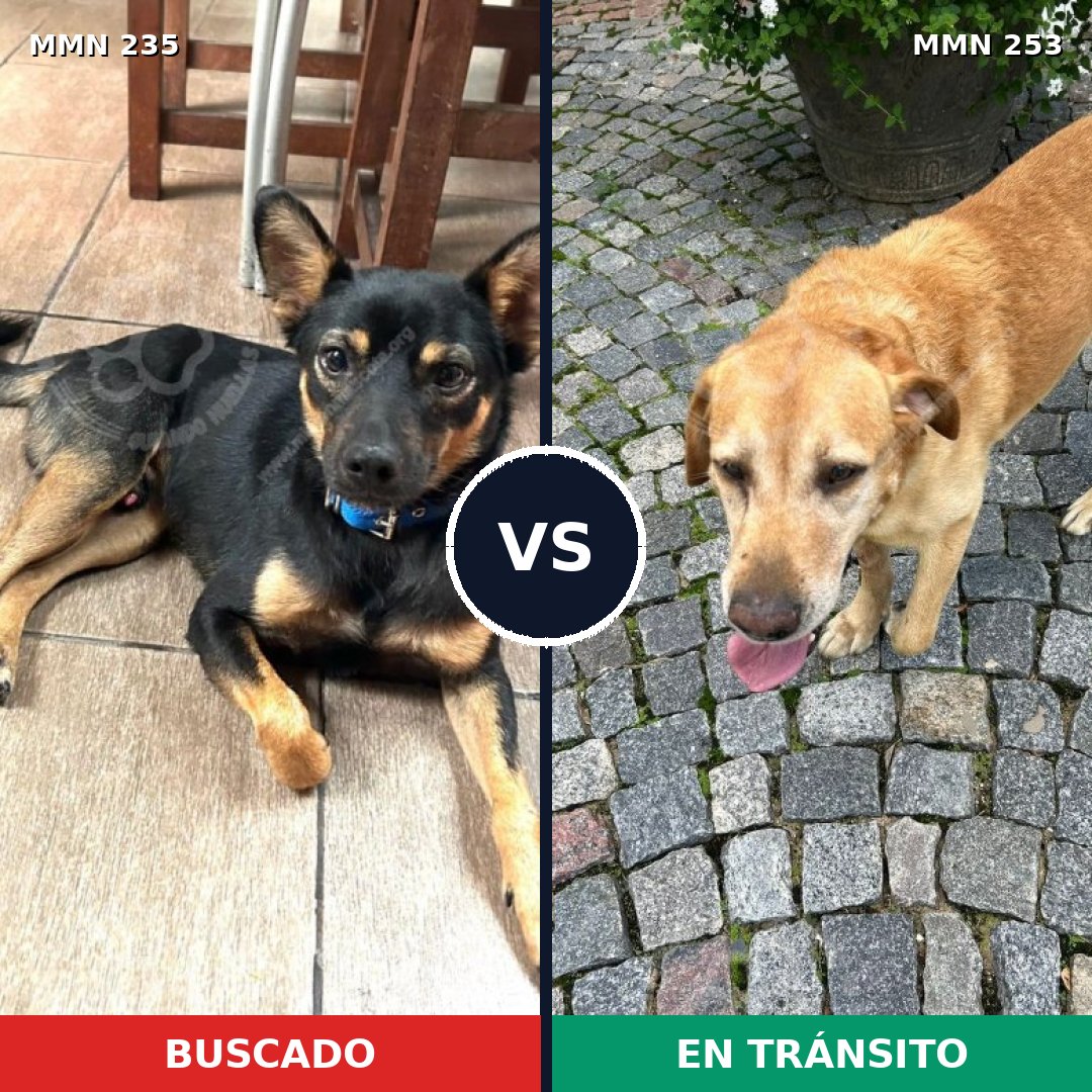 Comparativa MMS 21108: mascota perdida y mascota encontrada, 56% de similitud