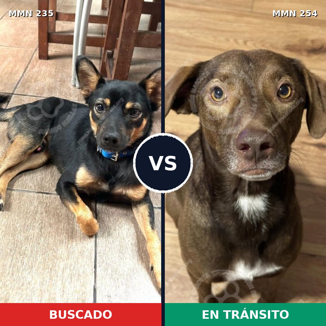 Comparativa MMS 21109: mascota perdida y mascota encontrada, 61% de similitud