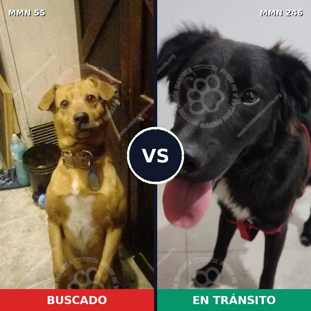 Comparativa MMS 2111: mascota perdida y mascota encontrada, 79% de similitud
