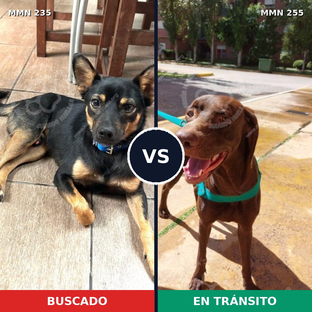 Comparativa MMS 21110: mascota perdida y mascota encontrada, 47% de similitud