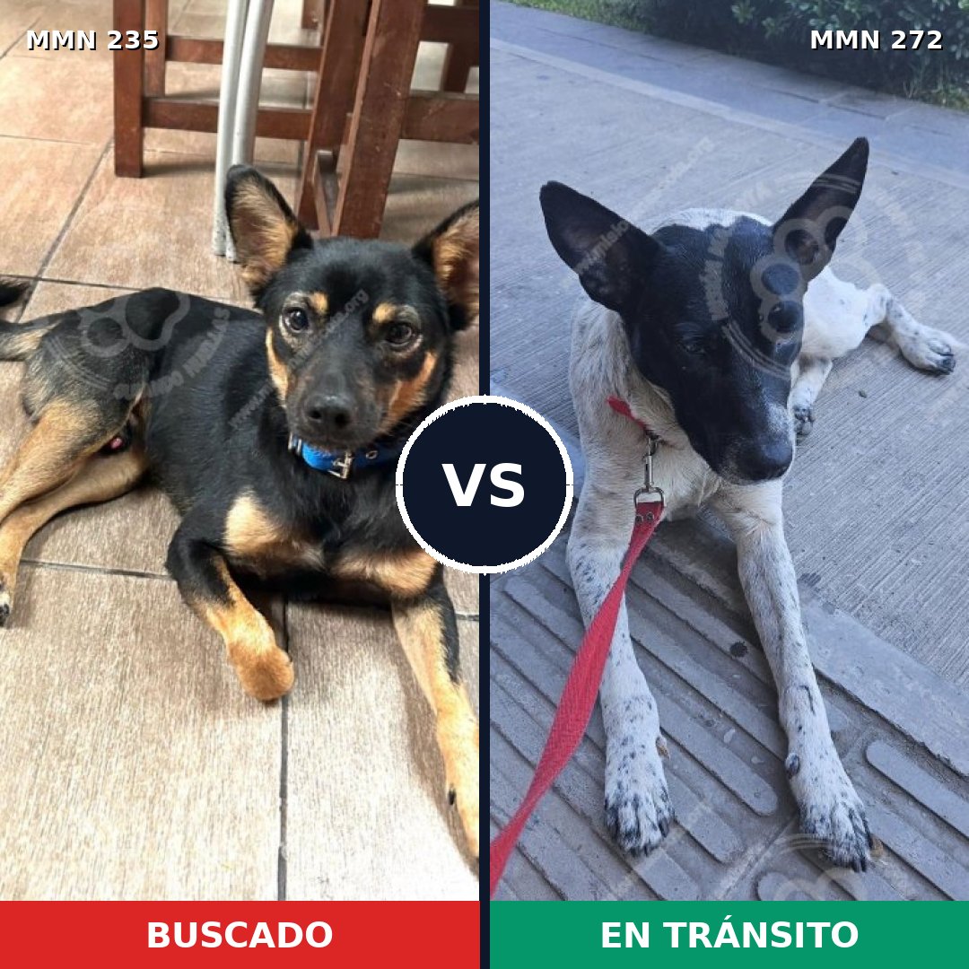 Comparativa MMS 21111: mascota perdida y mascota encontrada, 52% de similitud