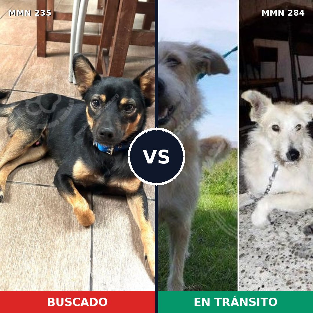 Comparativa MMS 21112: mascota perdida y mascota encontrada, 61% de similitud