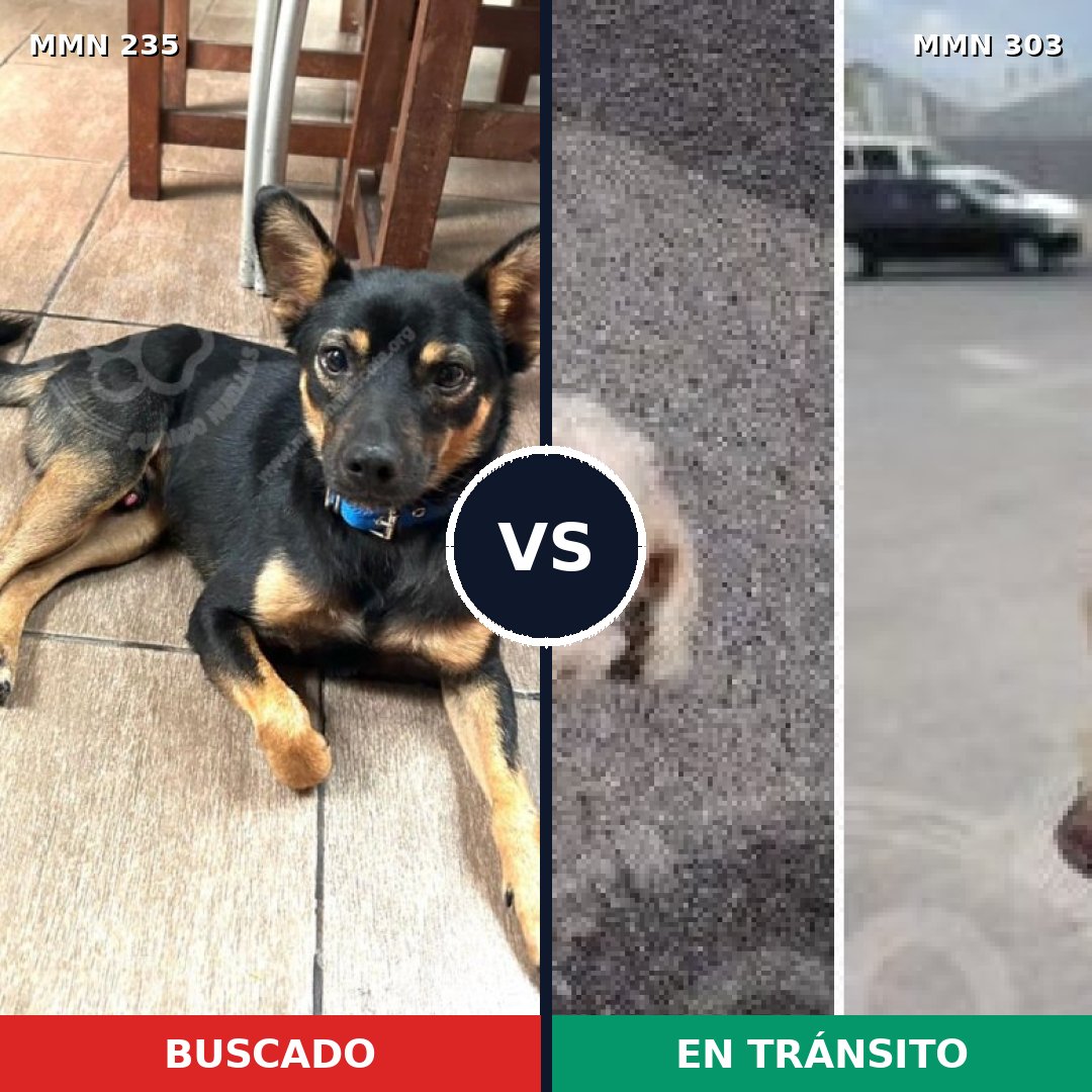 Comparativa MMS 21113: mascota perdida y mascota encontrada, 39% de similitud