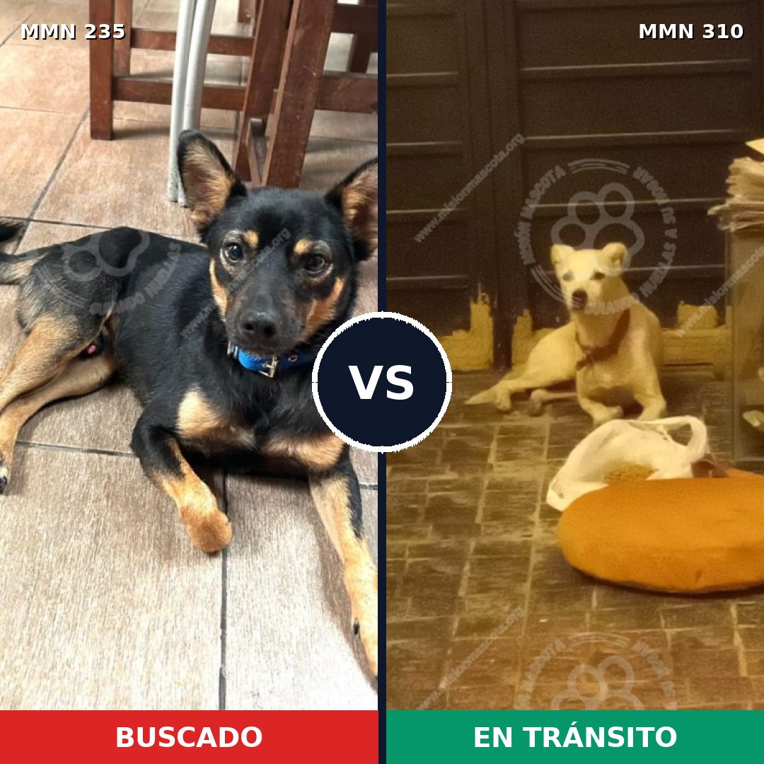 Comparativa MMS 21114: mascota perdida y mascota encontrada, 59% de similitud