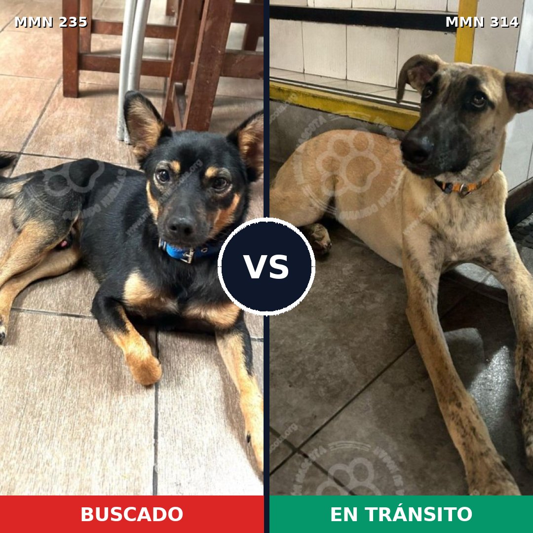 Comparativa MMS 21115: mascota perdida y mascota encontrada, 56% de similitud