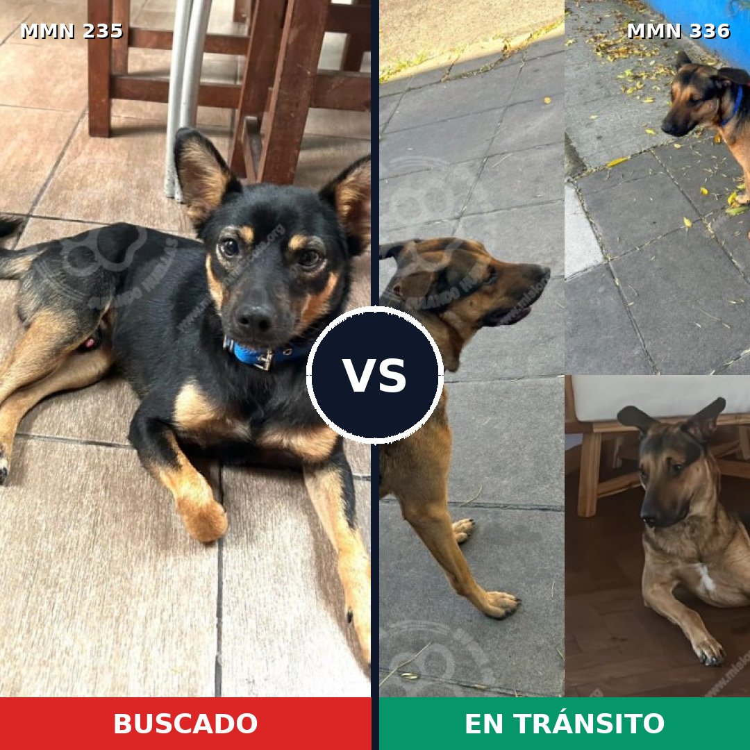 Comparativa MMS 21116: mascota perdida y mascota encontrada, 72% de similitud
