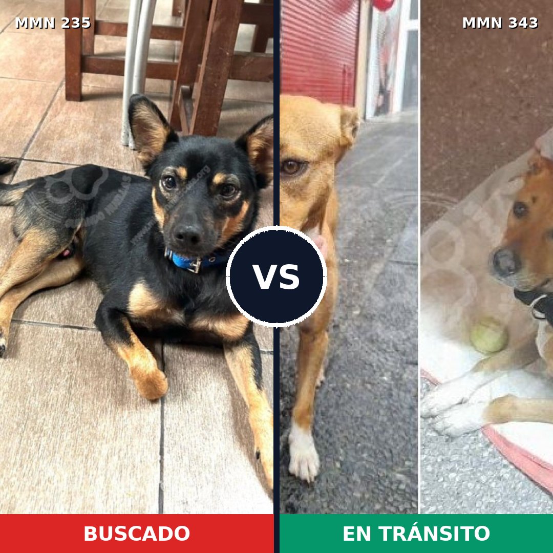 Comparativa MMS 21117: mascota perdida y mascota encontrada, 60% de similitud