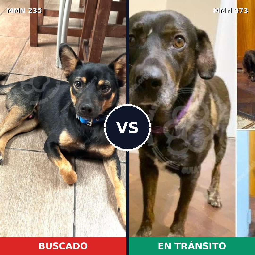 Comparativa MMS 21119: mascota perdida y mascota encontrada, 63% de similitud