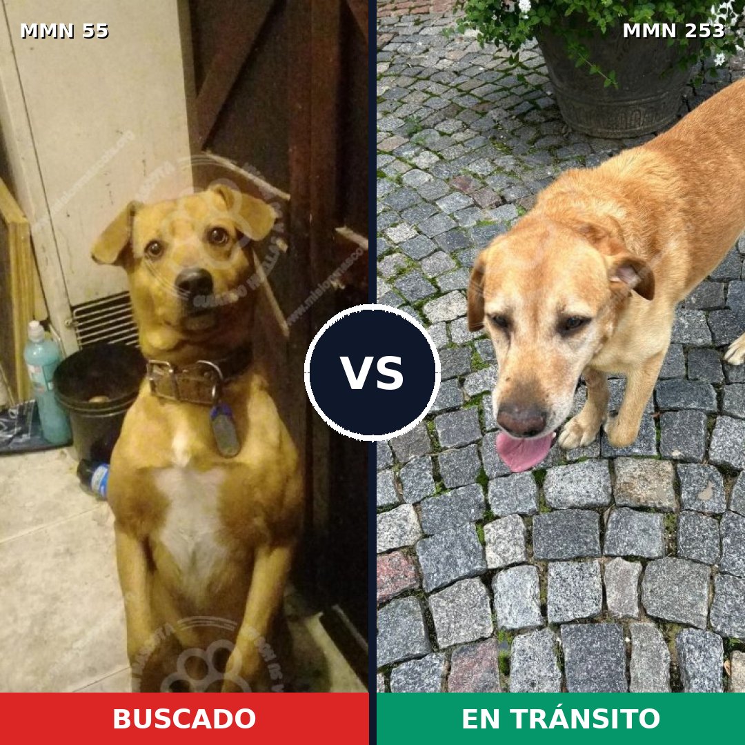 Comparativa MMS 2112: mascota perdida y mascota encontrada, 67% de similitud