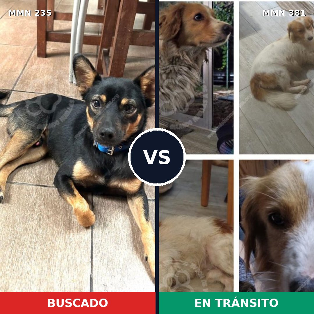 Comparativa MMS 21122: mascota perdida y mascota encontrada, 59% de similitud
