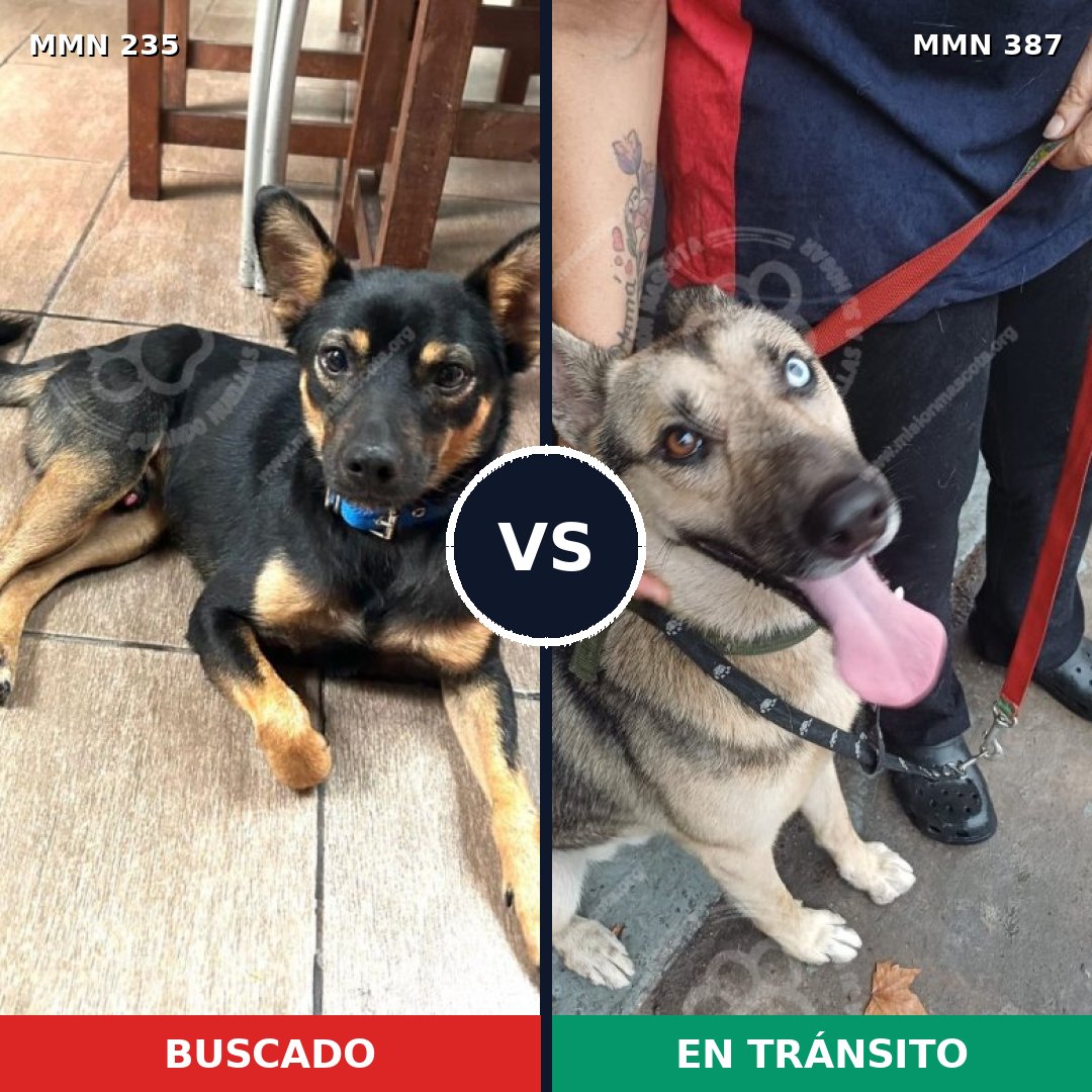 Comparativa MMS 21123: mascota perdida y mascota encontrada, 33% de similitud