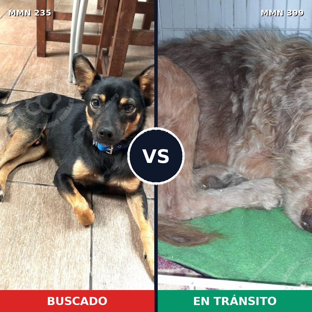 Comparativa MMS 21124: mascota perdida y mascota encontrada, 66% de similitud