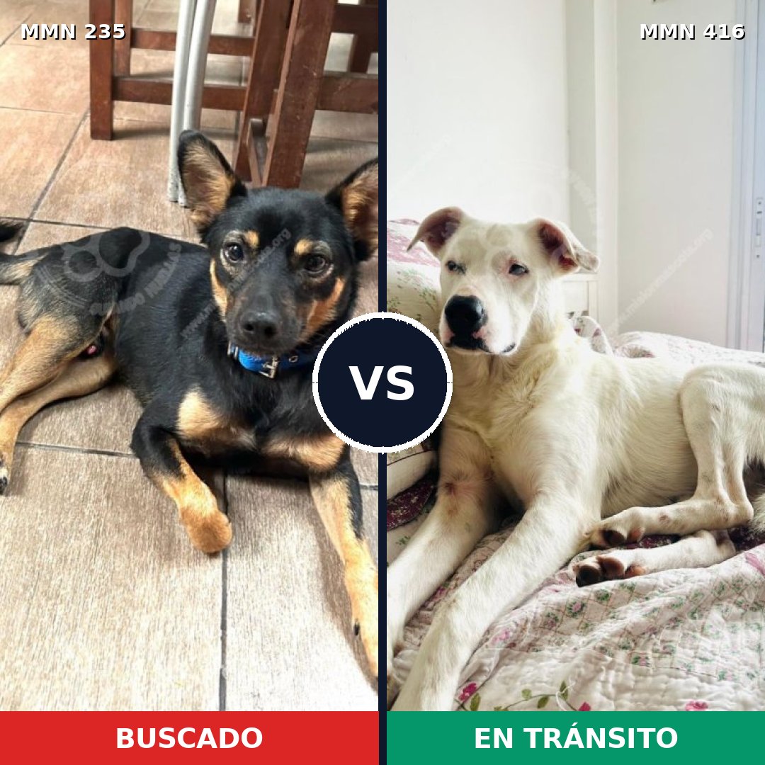 Comparativa MMS 21125: mascota perdida y mascota encontrada, 51% de similitud