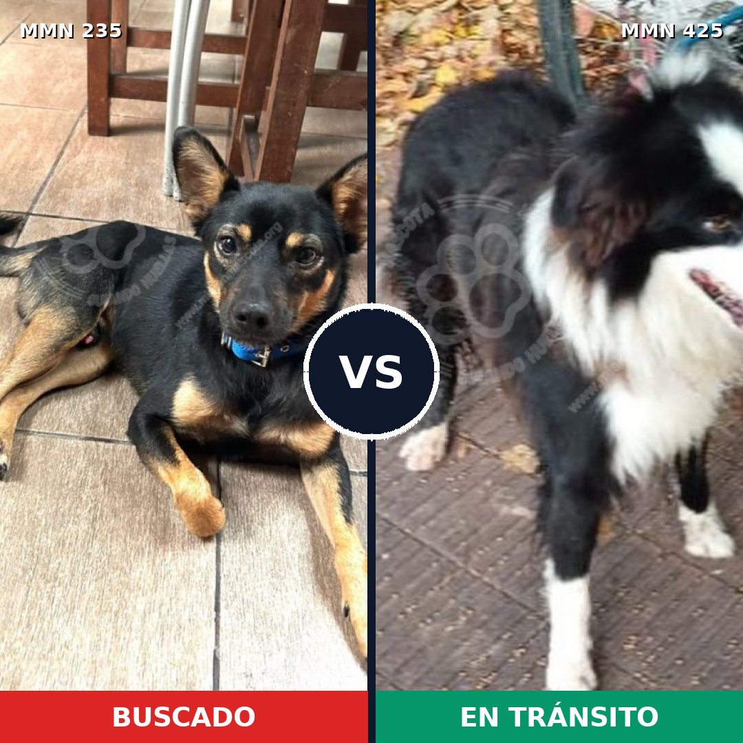Comparativa MMS 21126: mascota perdida y mascota encontrada, 58% de similitud