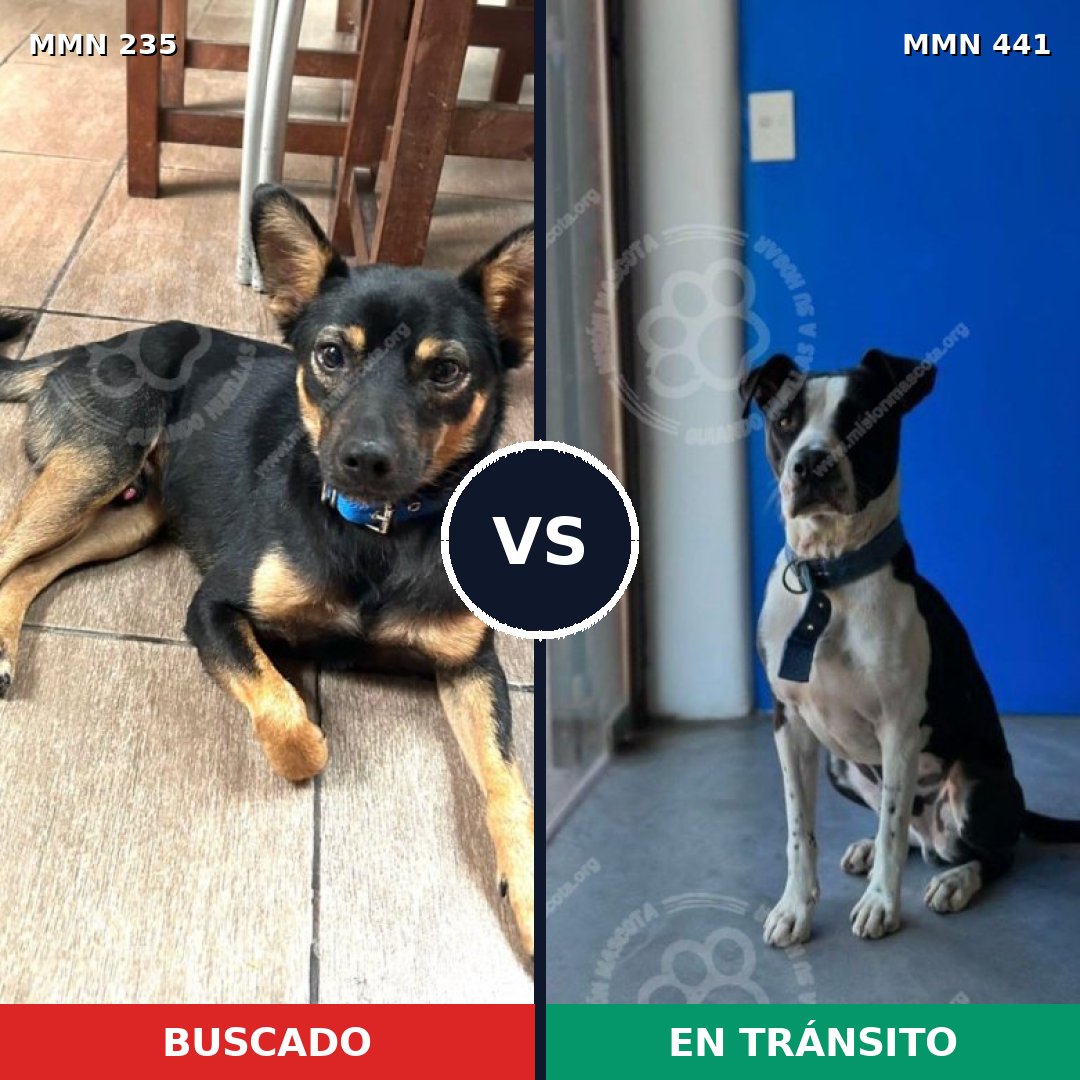 Comparativa MMS 21127: mascota perdida y mascota encontrada, 57% de similitud