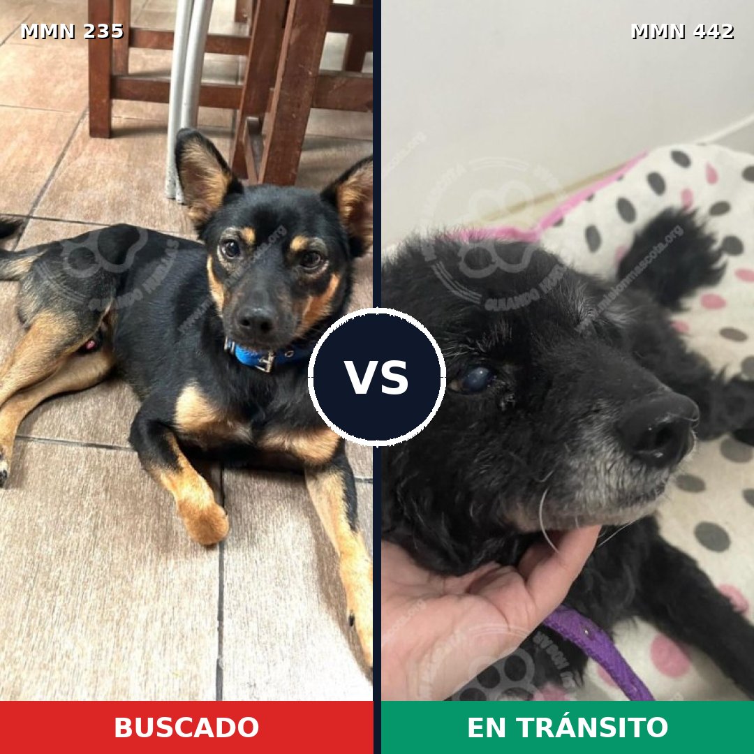 Comparativa MMS 21128: mascota perdida y mascota encontrada, 63% de similitud