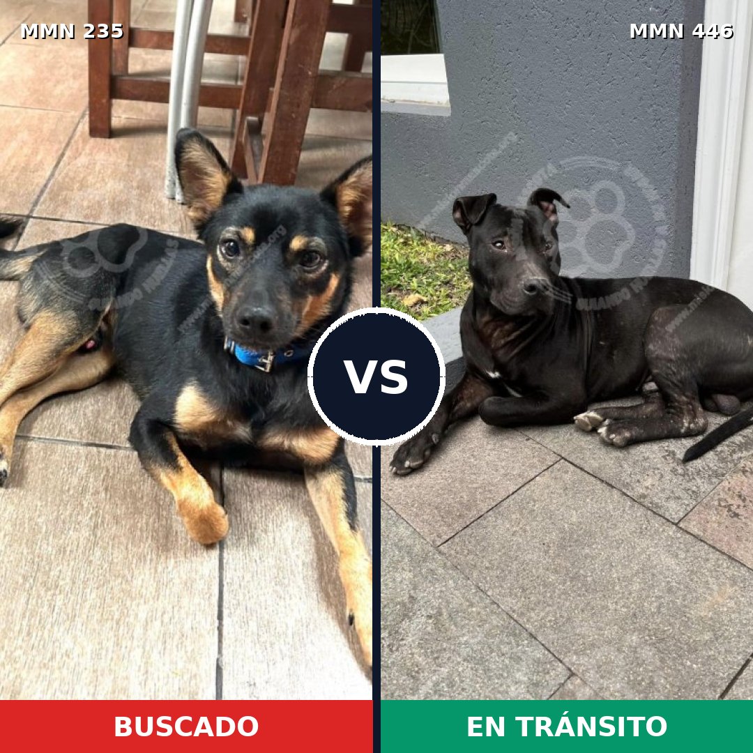 Comparativa MMS 21129: mascota perdida y mascota encontrada, 69% de similitud