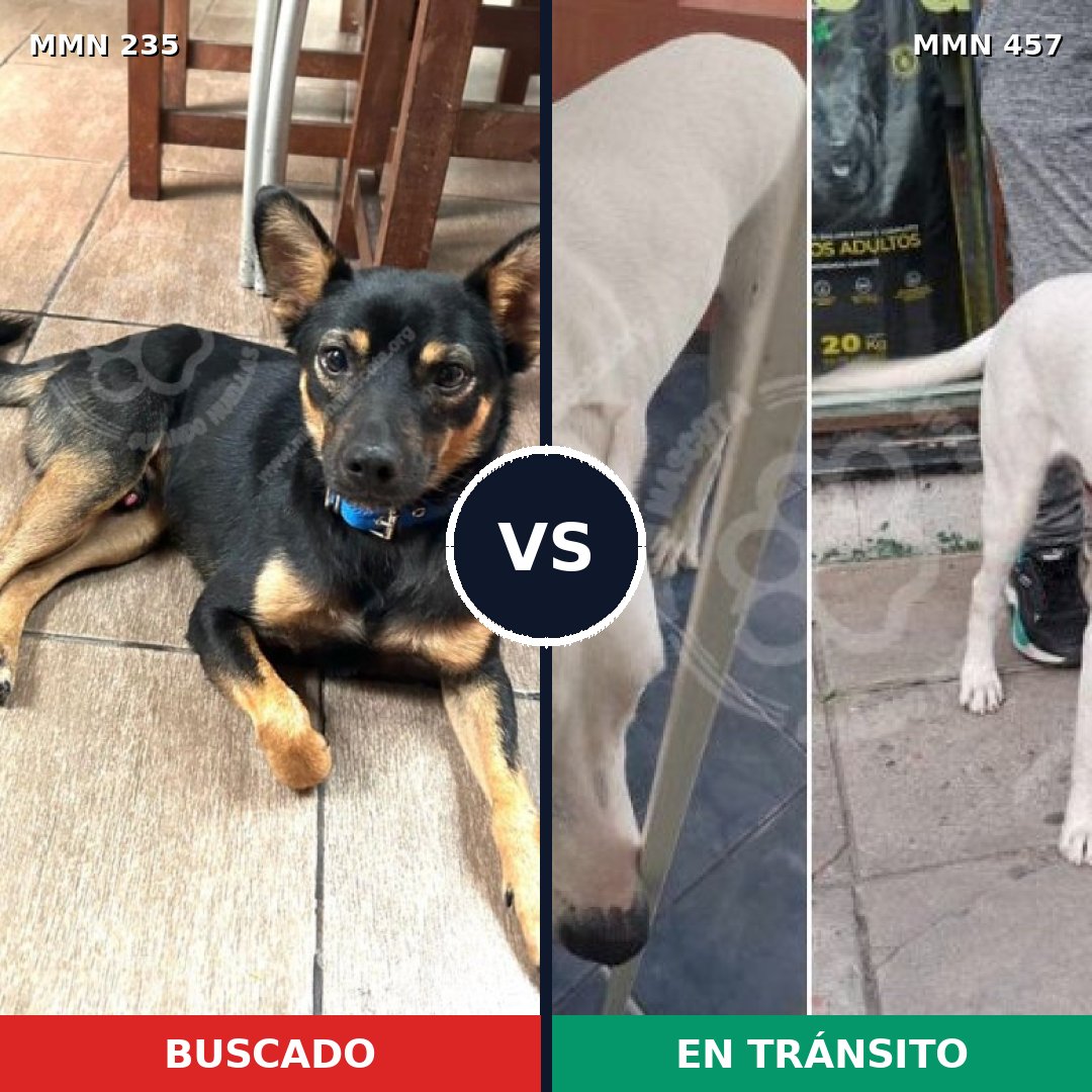 Comparativa MMS 21130: mascota perdida y mascota encontrada, 63% de similitud
