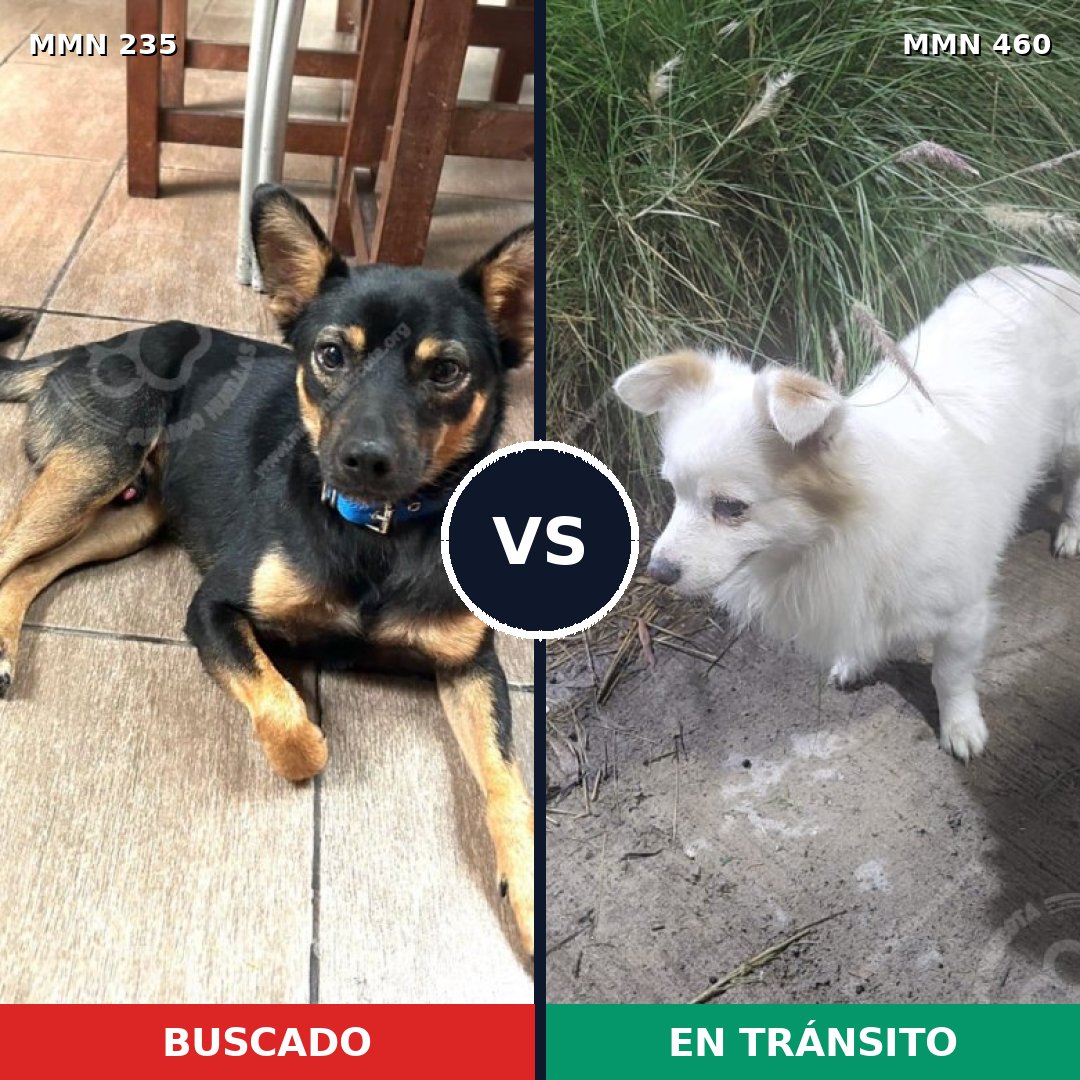 Comparativa MMS 21131: mascota perdida y mascota encontrada, 73% de similitud