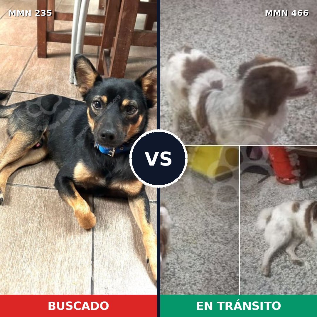 Comparativa MMS 21132: mascota perdida y mascota encontrada, 57% de similitud