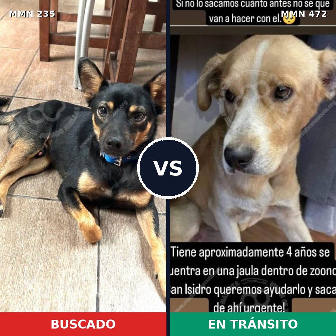 Comparativa MMS 21133: mascota perdida y mascota encontrada, 60% de similitud