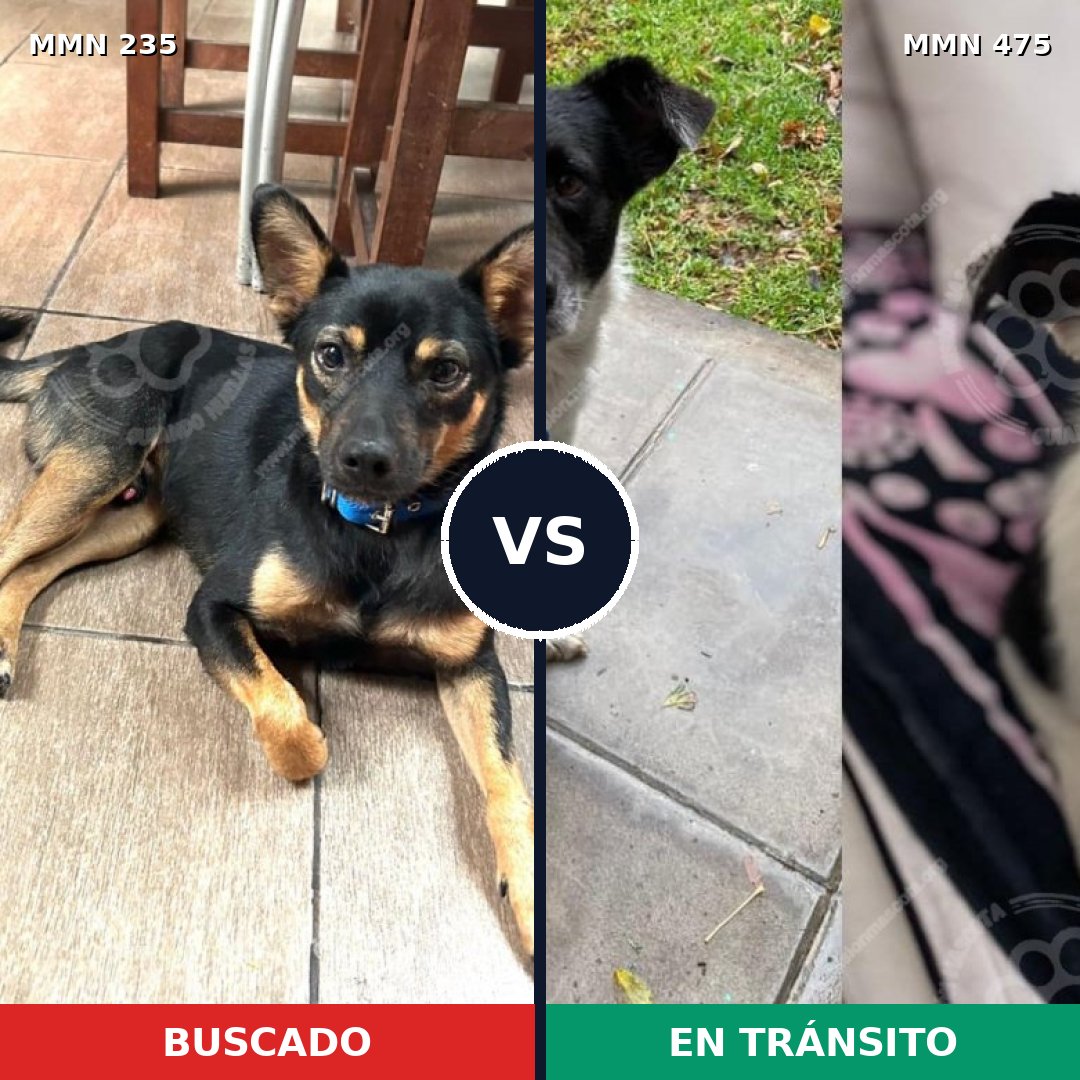 Comparativa MMS 21134: mascota perdida y mascota encontrada, 69% de similitud