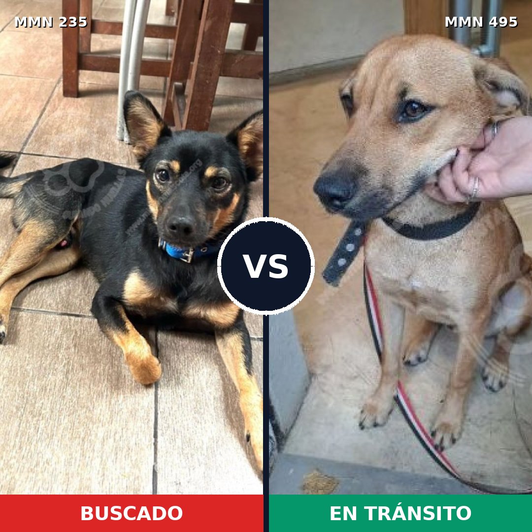 Comparativa MMS 21135: mascota perdida y mascota encontrada, 63% de similitud